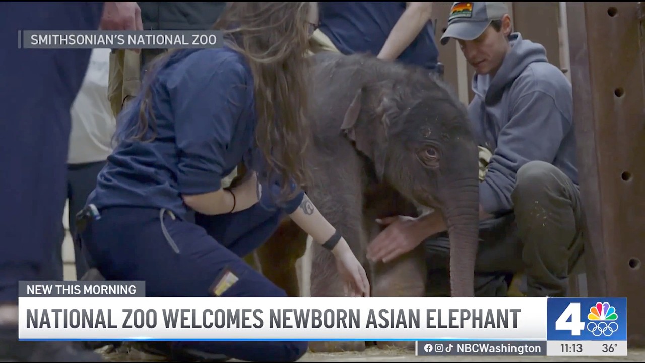 National Zoo welcomes newborn elephant | NBC4 Washington