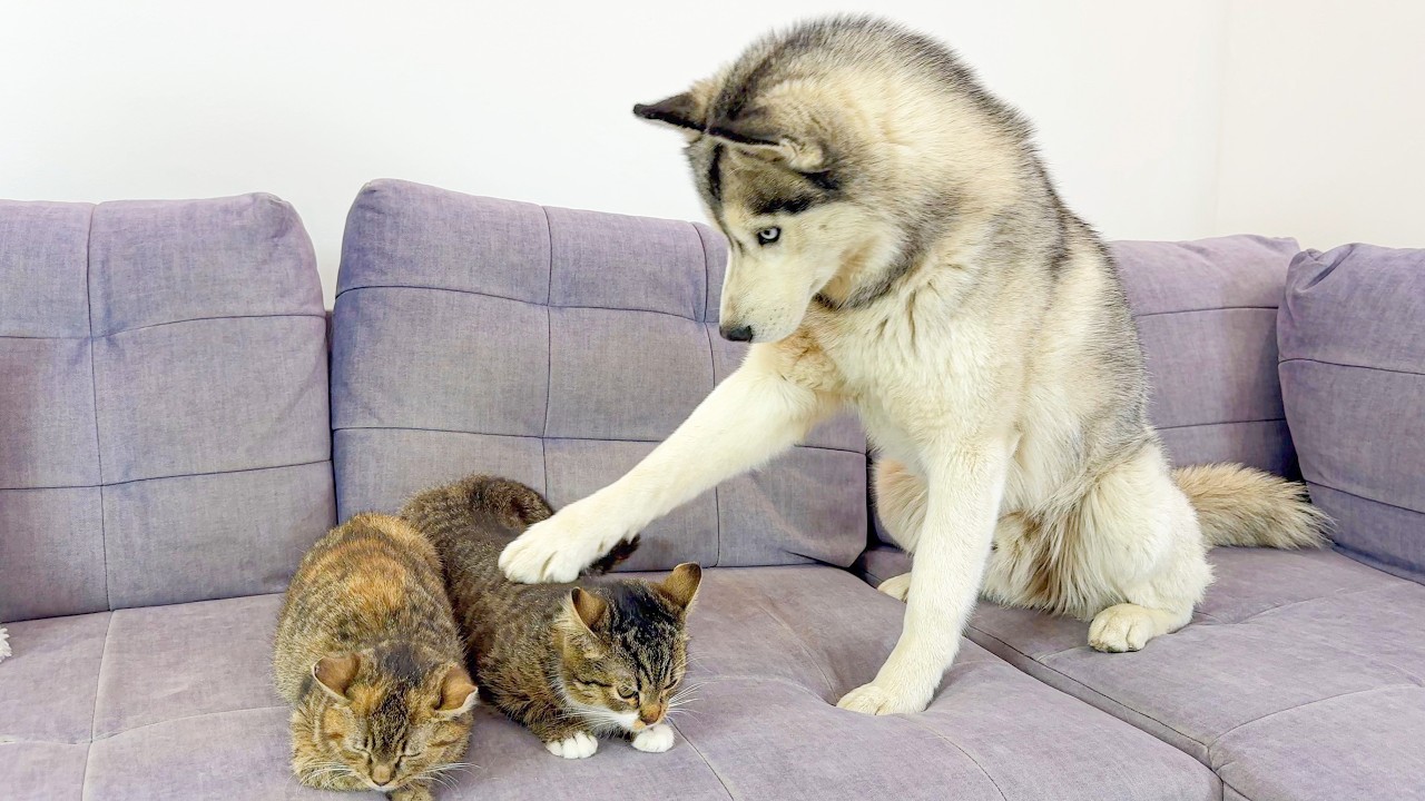 Adorable Husky Demands Cuddles from Cute Kittens&hellip; His Reaction Is Priceless!