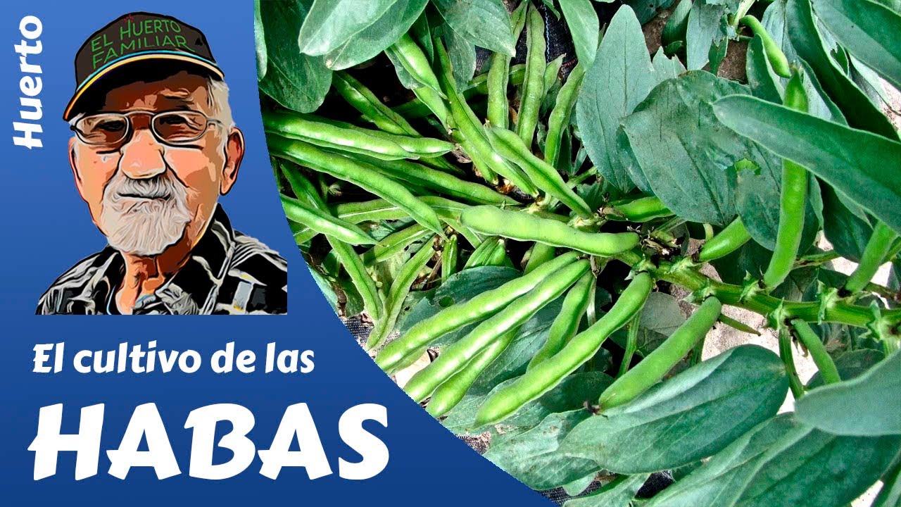 𝗛𝗔𝗕𝗔𝗦: COMO PLANTAR HABAS. GROWING BEANS. Cultivo  completo.