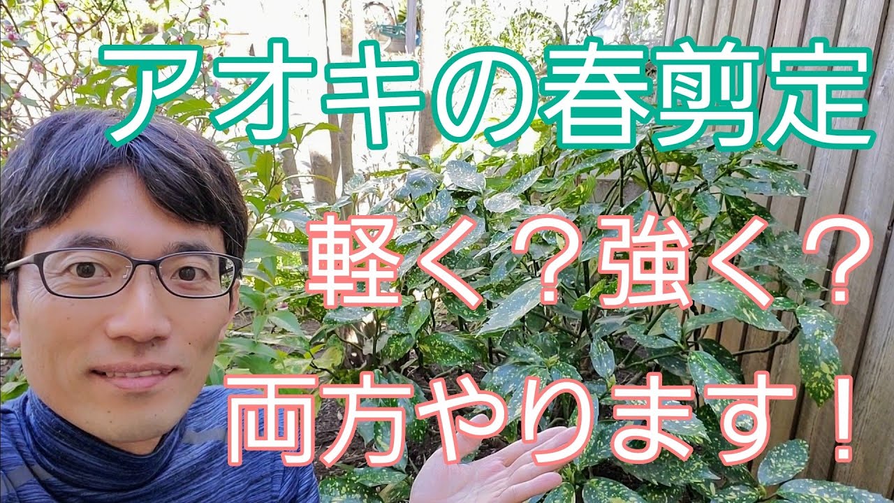 【アオキの剪定】軽く&強くの2パターンからお選びください✌️