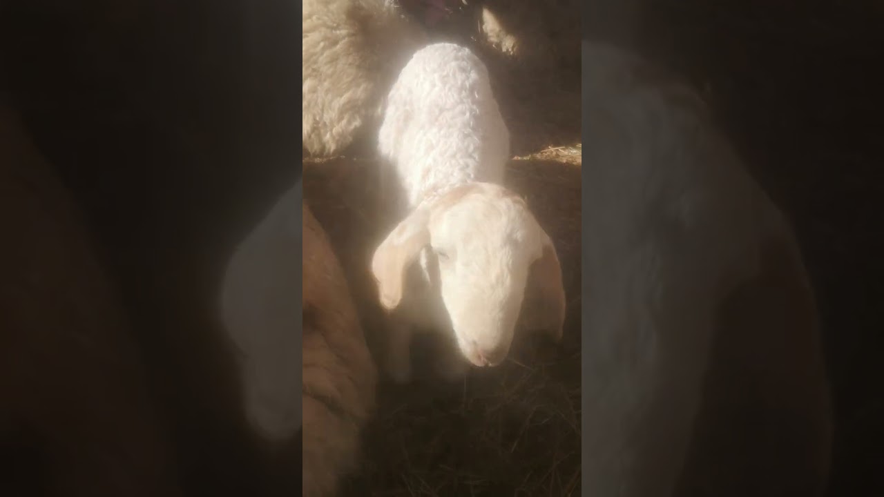 Endlich bei meinen Schafen!