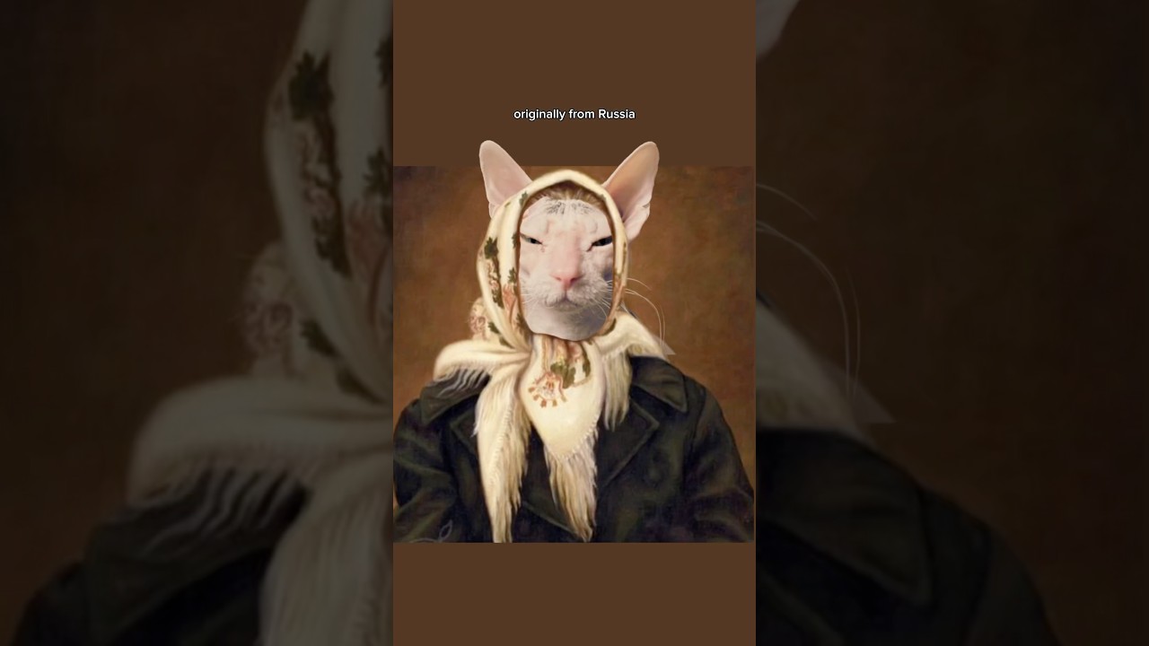 The Truth About Leela #donskoy #cats #pets #shorts #hairlesscats