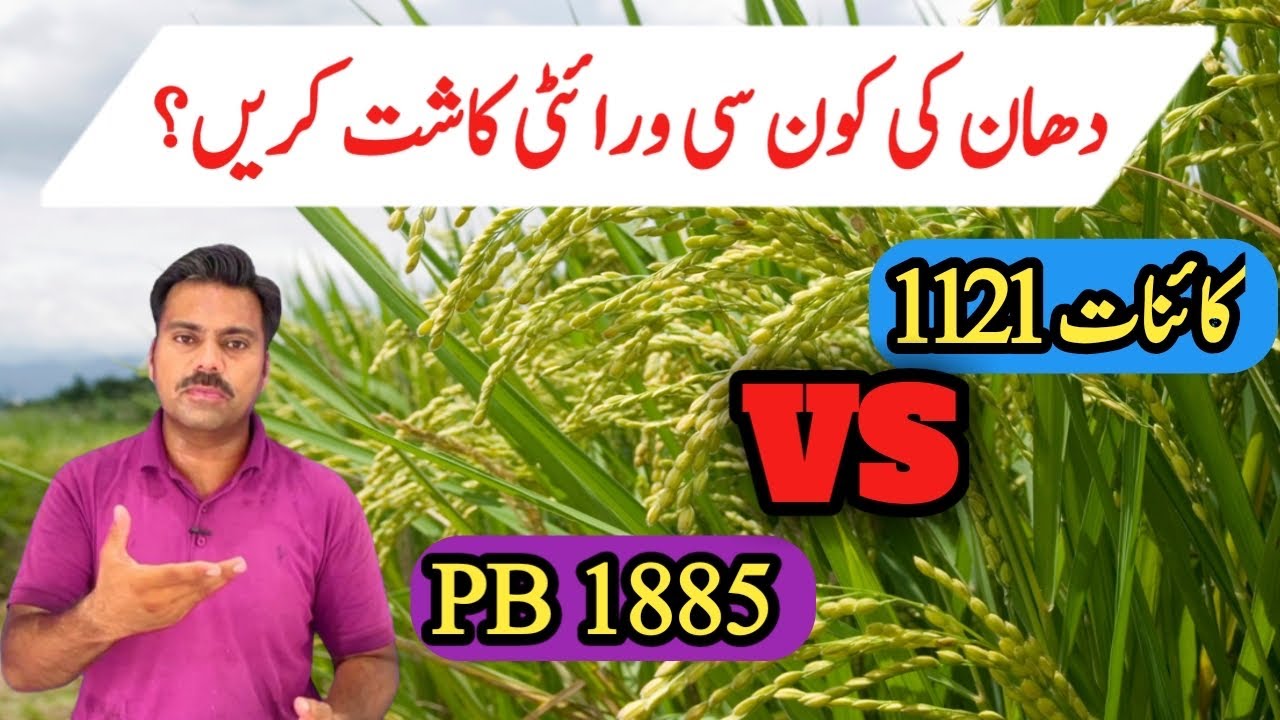 Comparison between PB 1121 (Kainat basmati) and PB 1885 | The best high yielding rice variety
