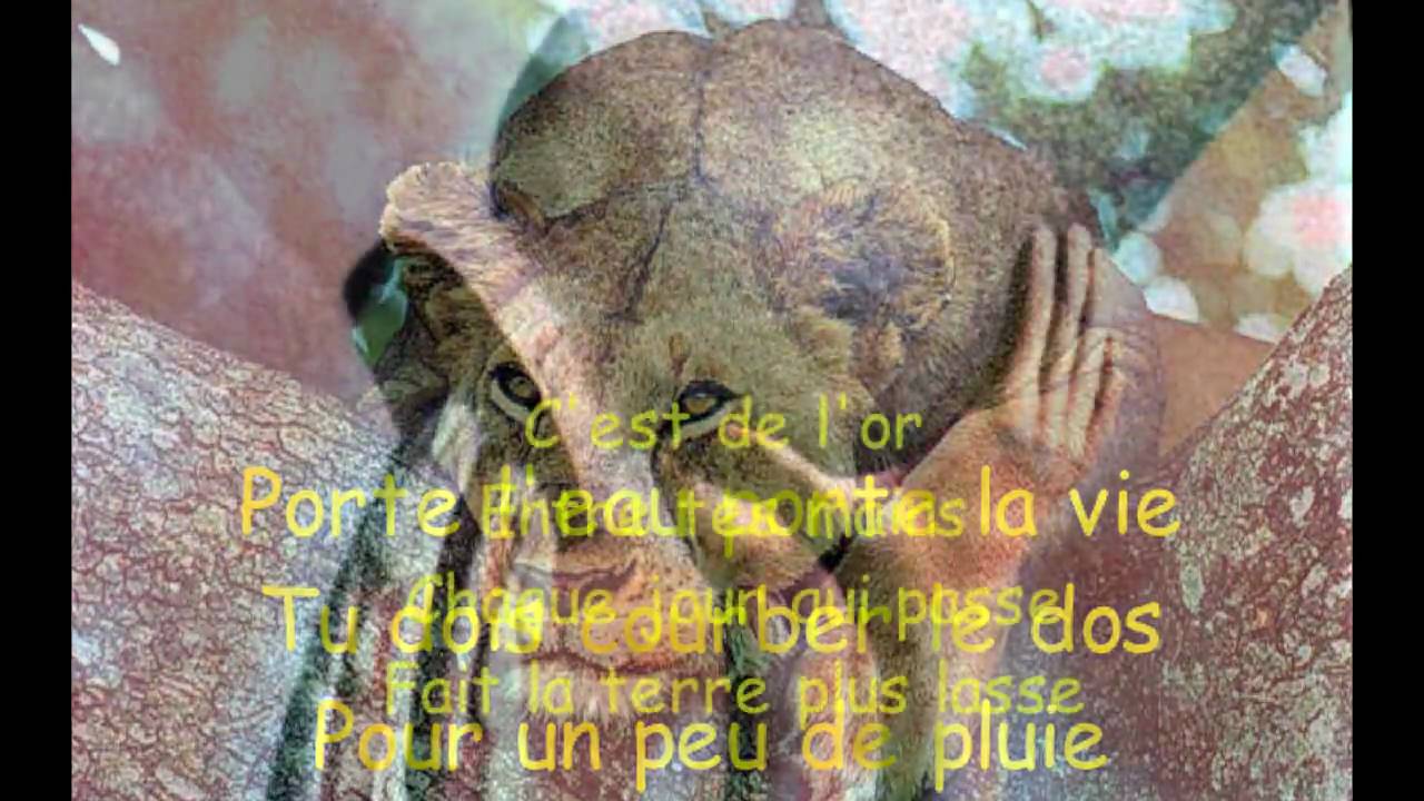 Les lionnes