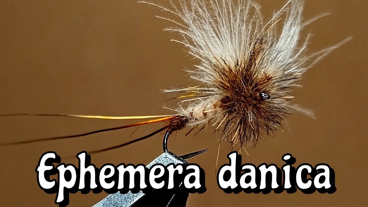 Ephemera Danica Imago CDC wing.