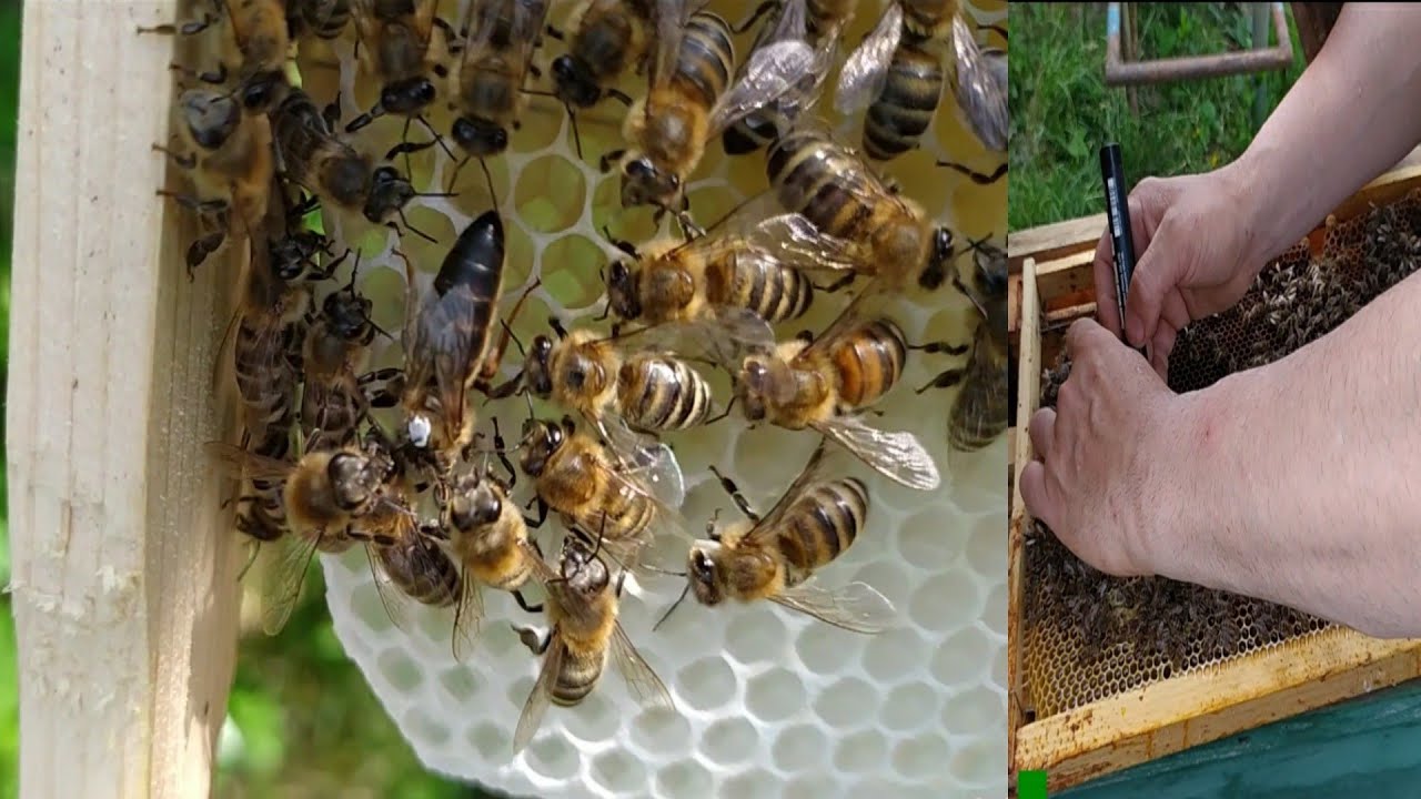 Două metode foarte simple de marcat mătci (regine)🐝🐝🐝