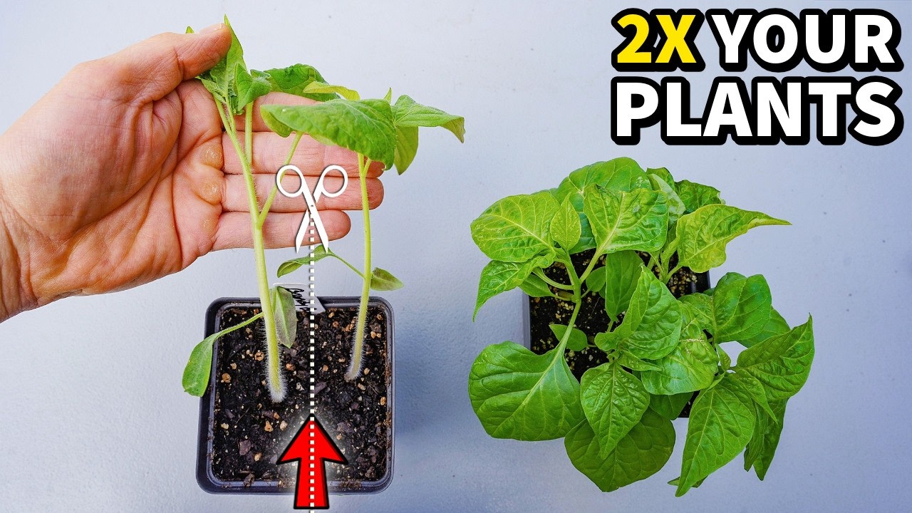 How To Separate Seedlings And DOUBLE Your Plants!