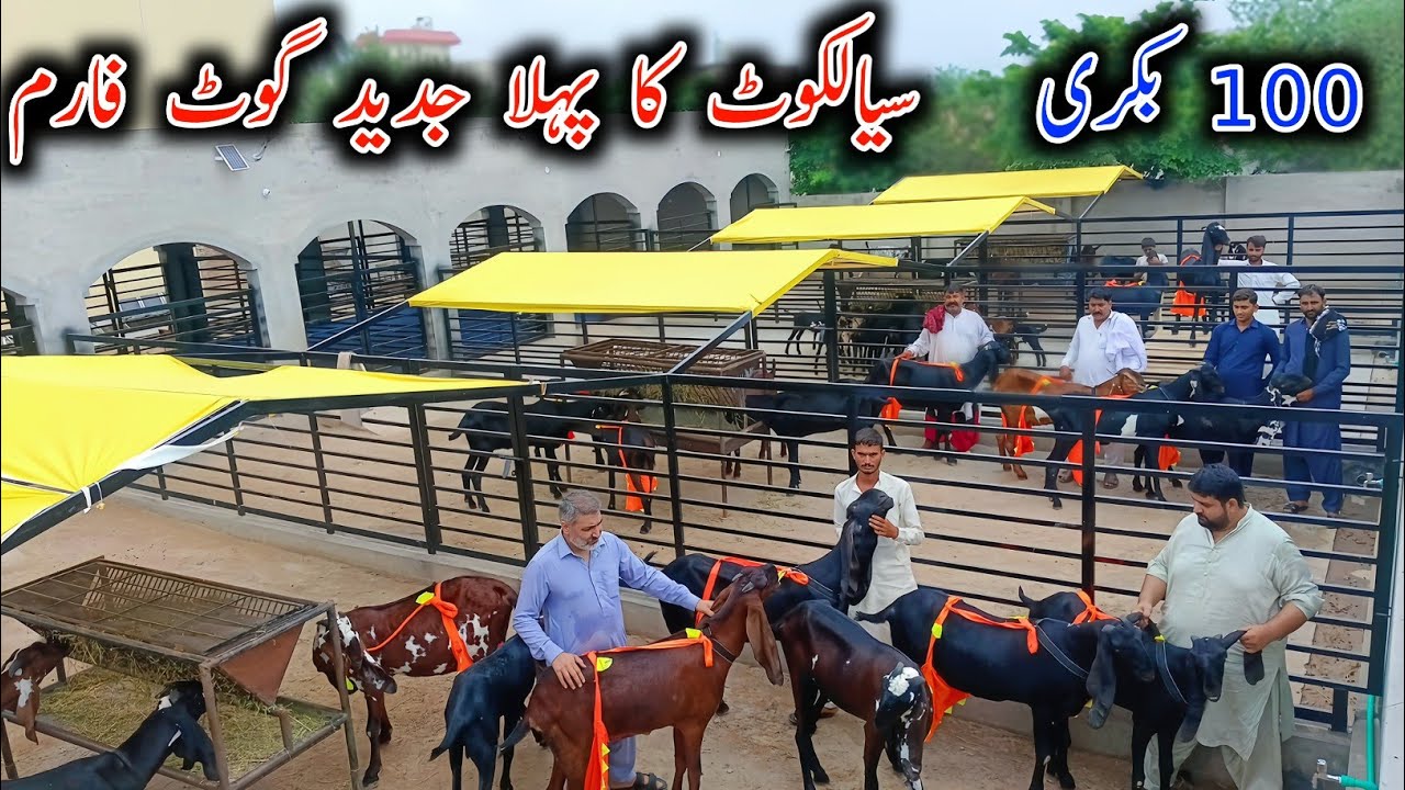 First Ever Modern And Successful Goat Farm In Sialkot  || 100 Goat's Farm 