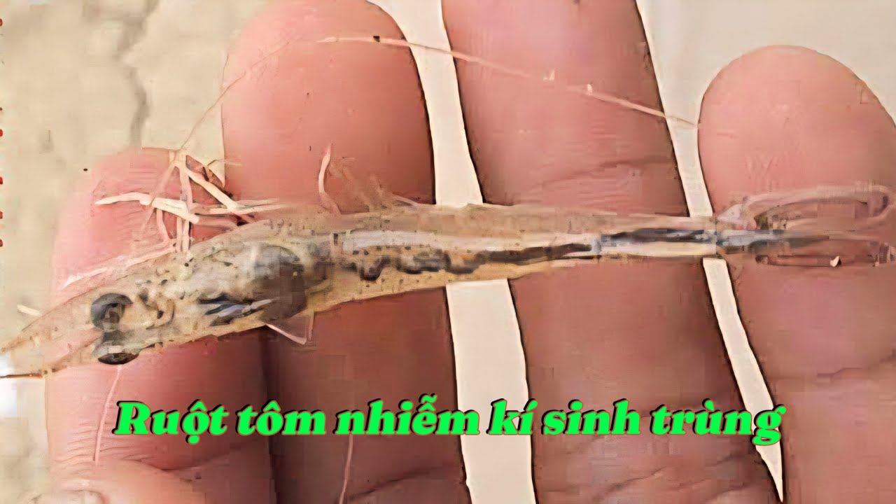 Cách xử lý hiệu quả kí sinh trùng trên tôm nuôi