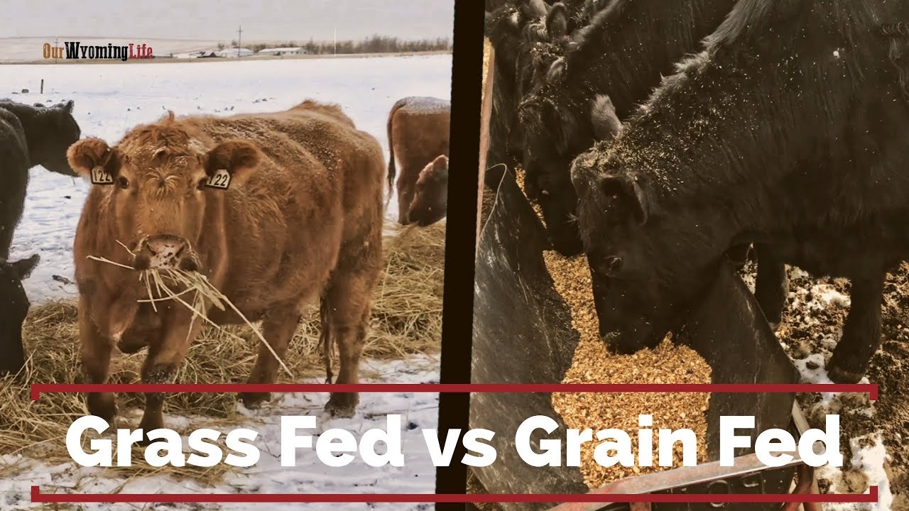 Grain Finishing Steers