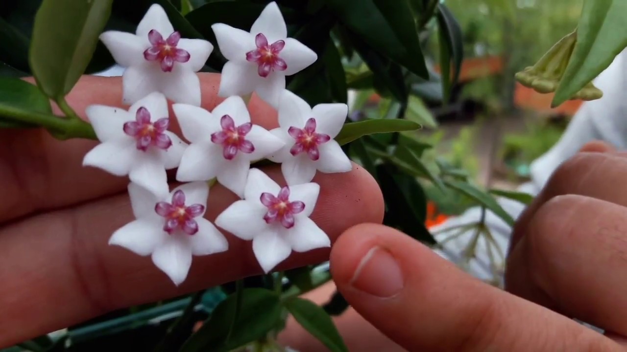 Fiore di cera? Ecco come si coltiva la hoya bella
