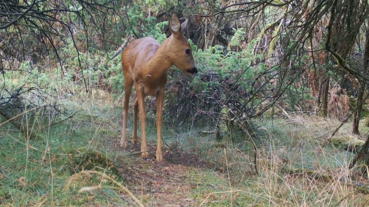 Beelden van de wildcamera
