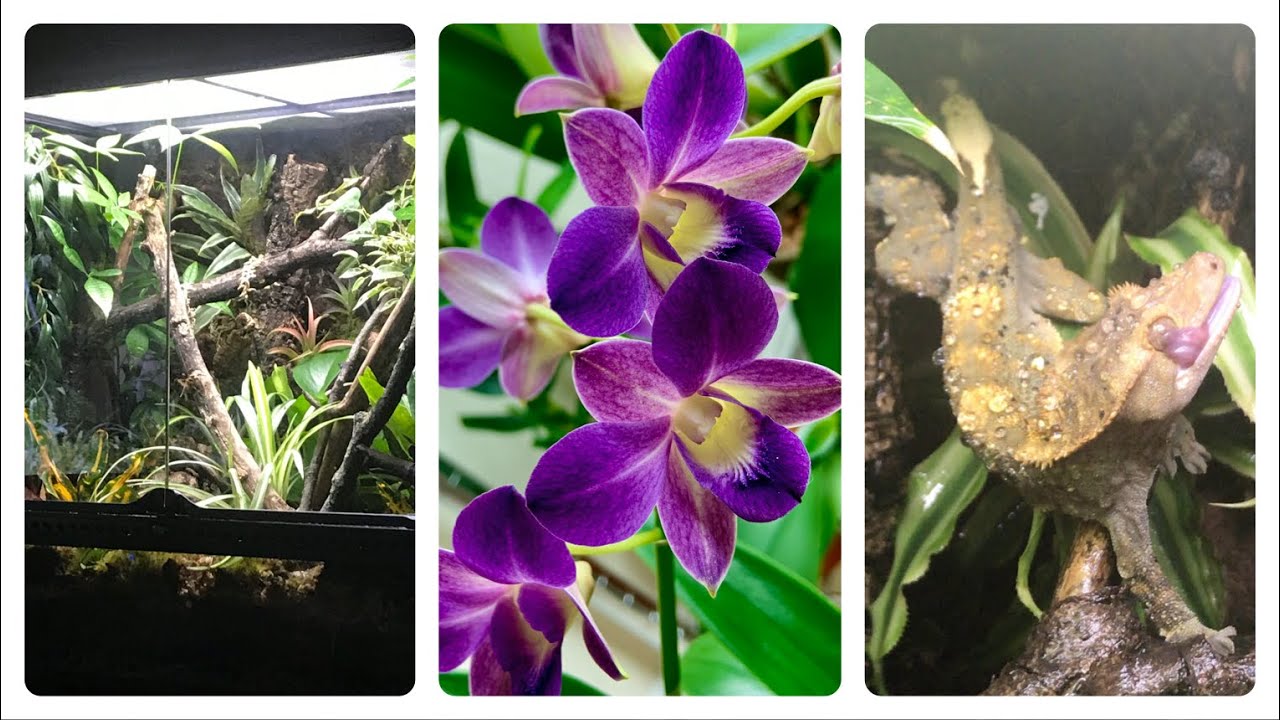 ORCHID UPDATES! (Feat. Terrariums & Reptiles)