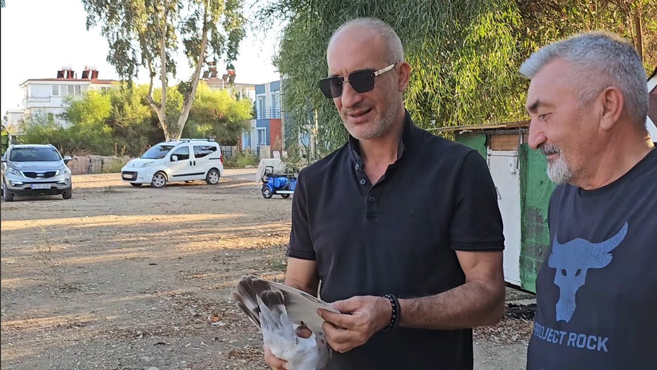 Güvercin kanatları neden çatlar
