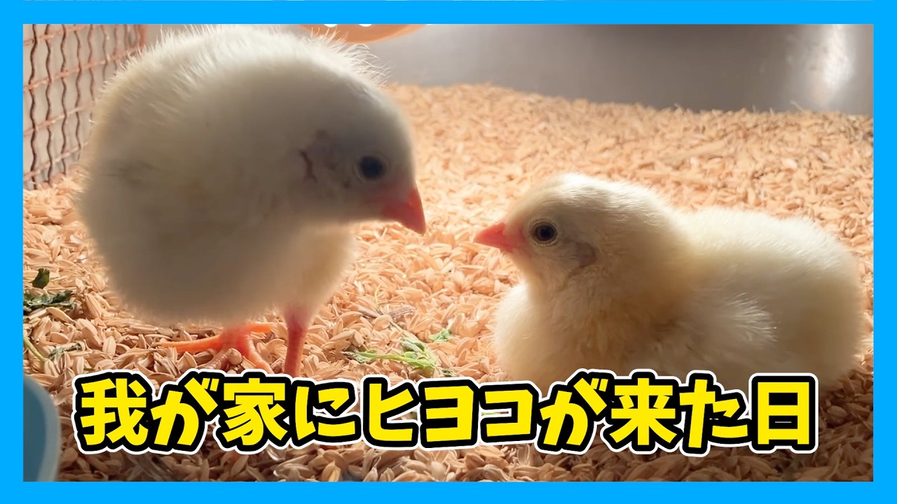 【ようこそ】はじめてのヒヨコ飼育！アローカナが我が家に来た日