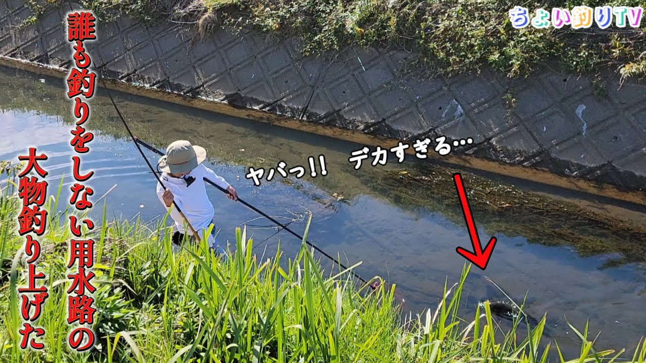 用水路に群れる黒い大物を釣りあげた