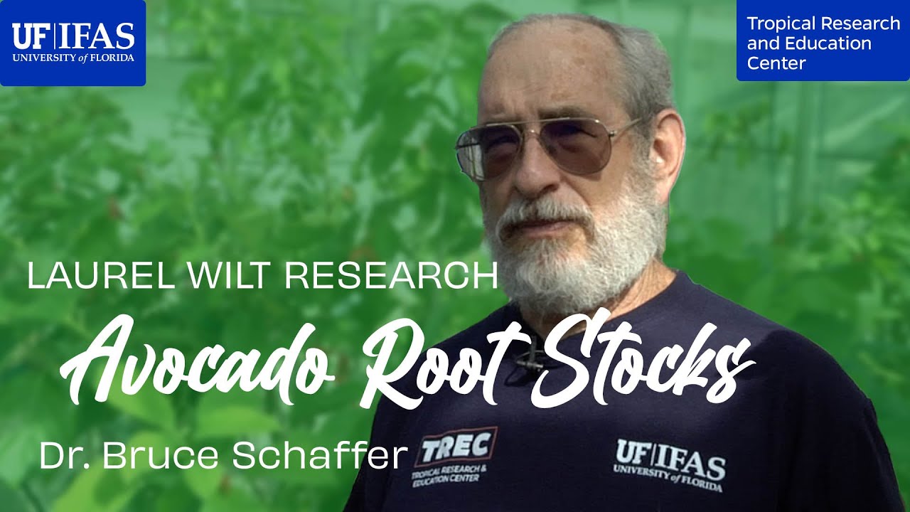 Avocado Root Stocks - Dr. Bruce Schaffer