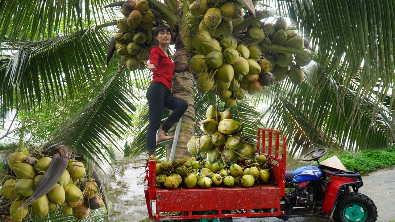 Harvest coconut 12m above the ground is extremely dangerous - Harvesting fruit in heavy rain to sell