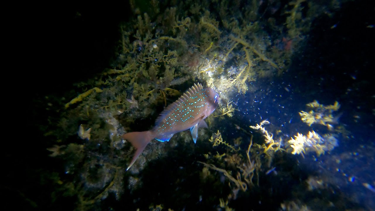 Night Spearfishing Port Phillip Bay (Snapper, KG Whiting, Squid) PART 1