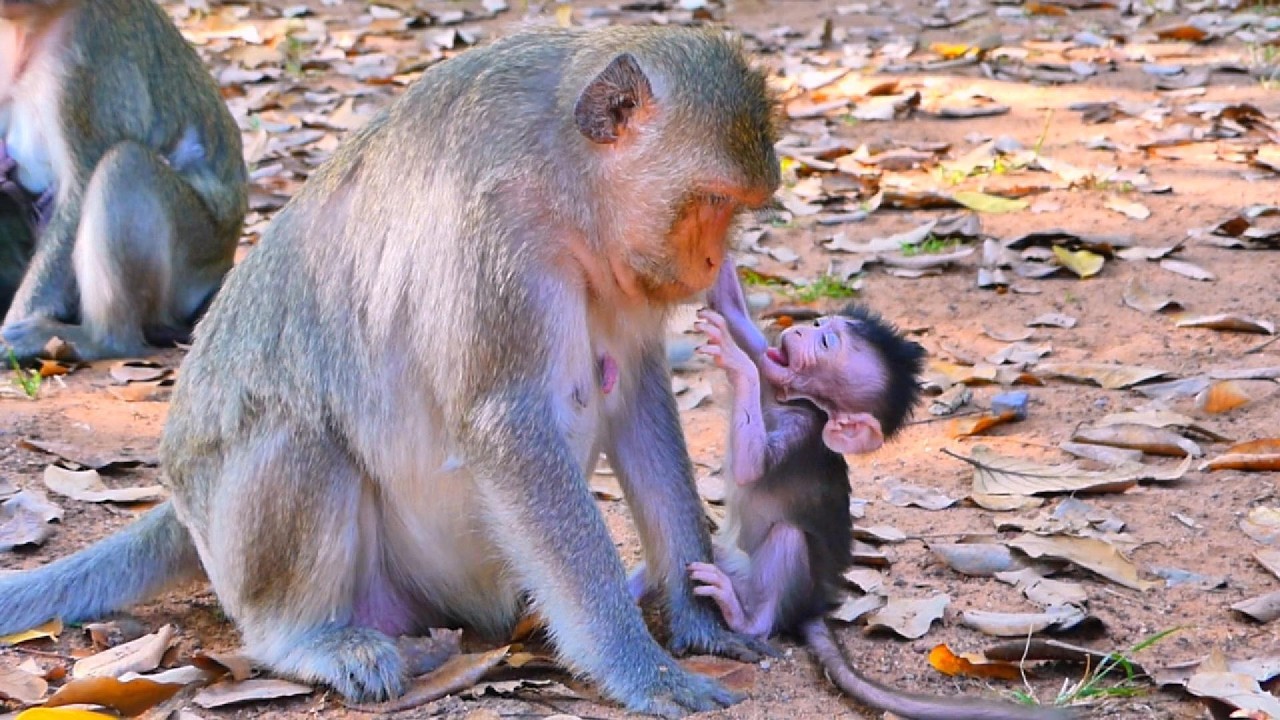 ...SO CUTE MONKEY...!
