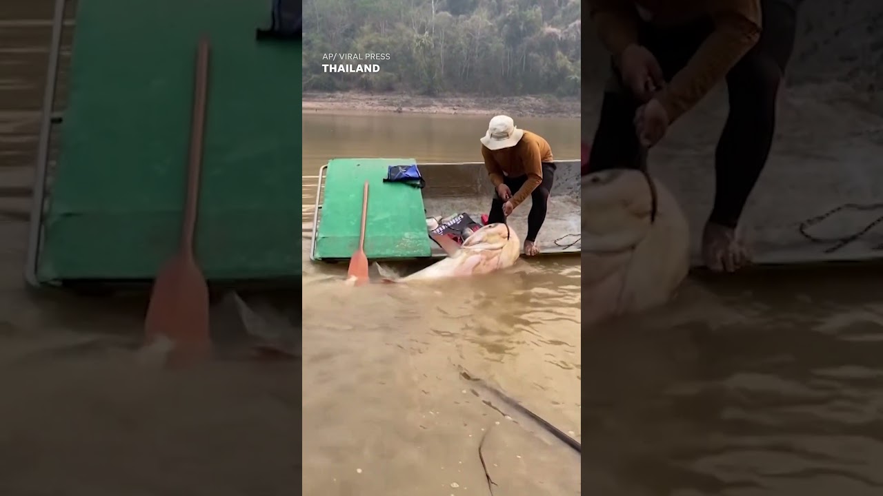 That's a real catch! Angler struggles to haul 297-pound fish into boat 