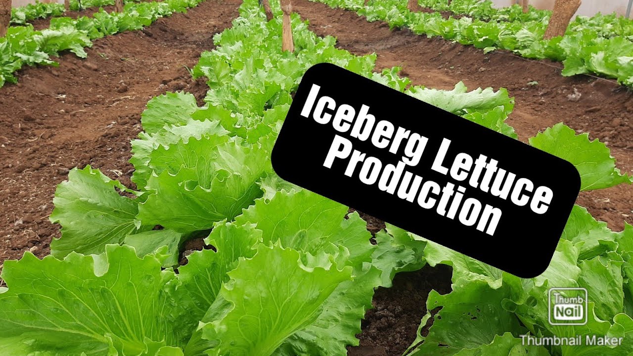 Insights on Iceberg Lettuce production