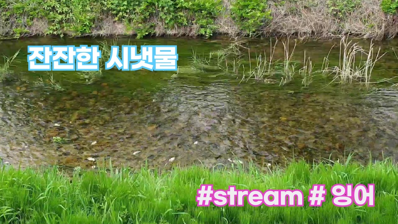 #시냇물 #stream # 잉어