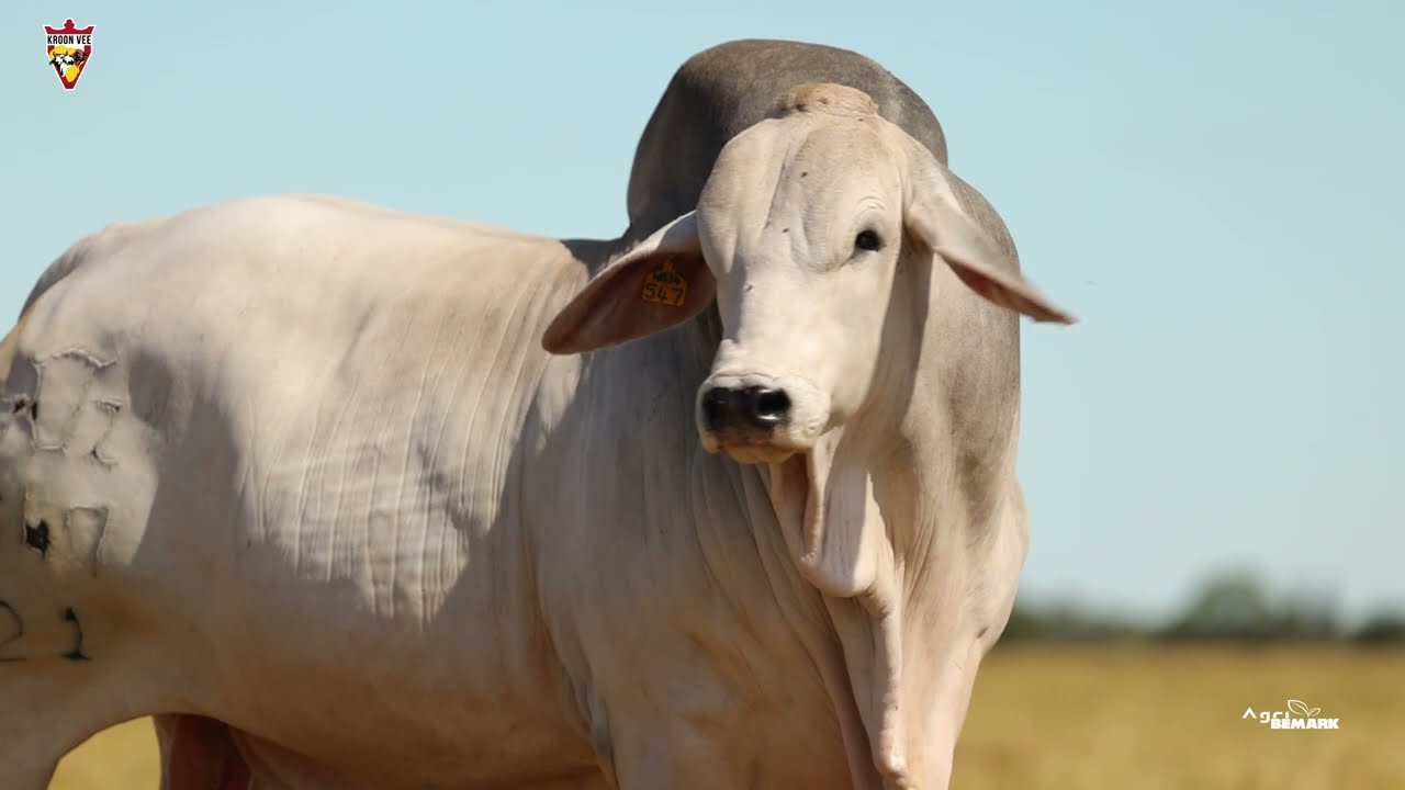 Brahman genetics built to go beyond boundaries.