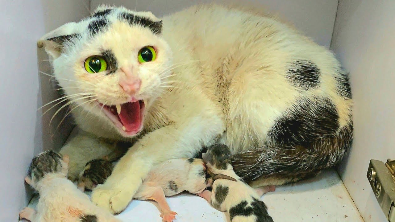 A Stray Cat Brings Her Kittens into Home, Afraid The Owner Will Throw Them Out 💔😿🐾
