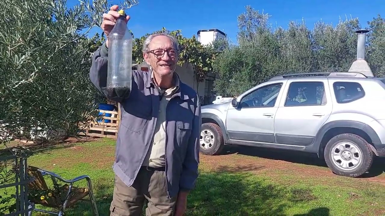 OLIVAR SEFARAD
