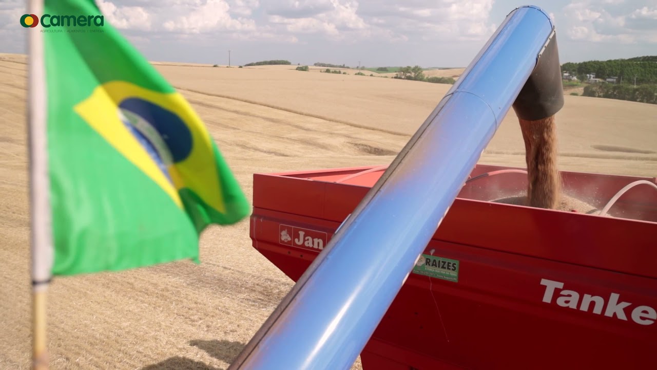 TRIGO: Resultados incríveis - Super Trigo Camera garante alta produtividade na Safra 2021!