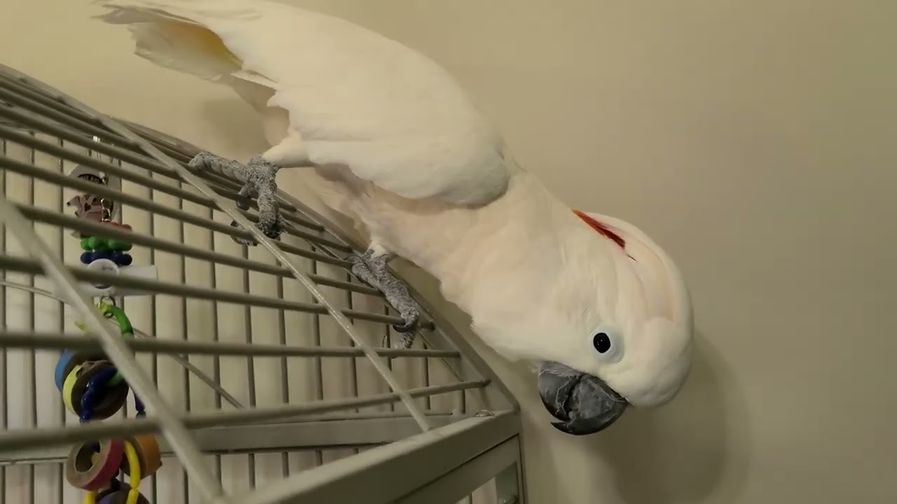 It's Time To Visit The Vet !