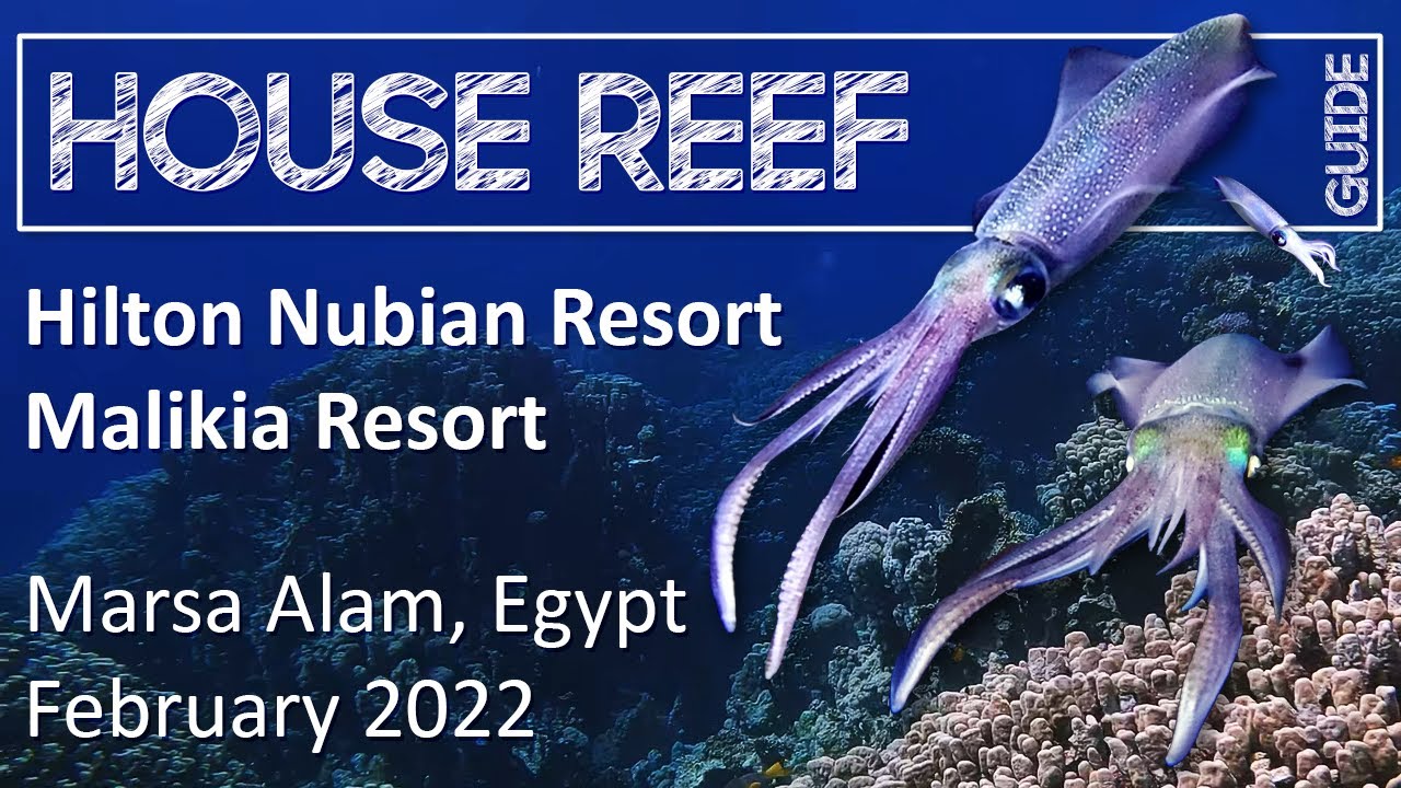 House Reef Guide | Abu Dabbab | Egypt - Marsa Alam | February 2022 | Snorkeling