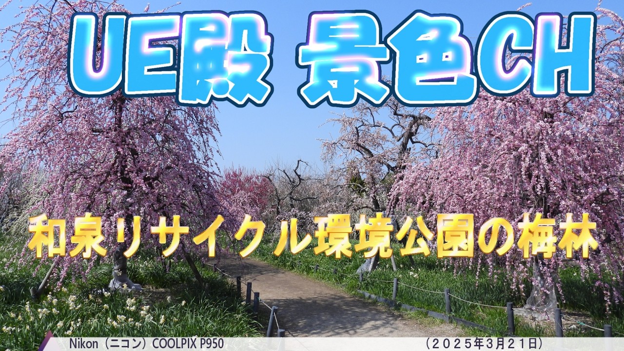 和泉リサイクル環境公園の梅林（２０２５年３月２１日）