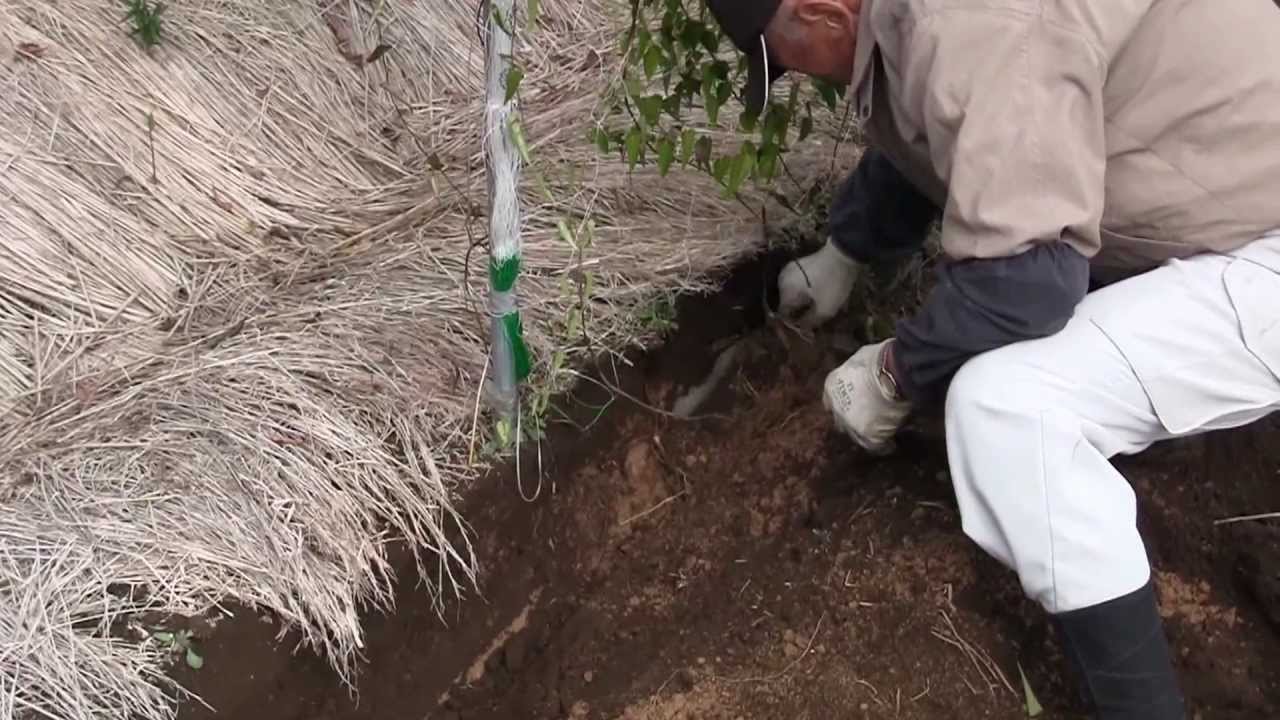 笠間自然薯研究会　2012年の新物「自然薯（じねんじょ）」掘り起し