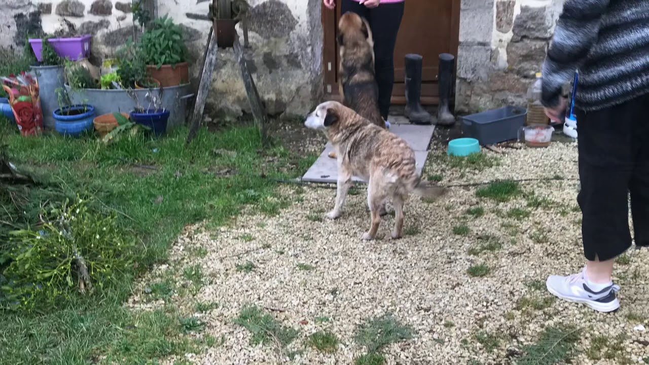 New Puppy