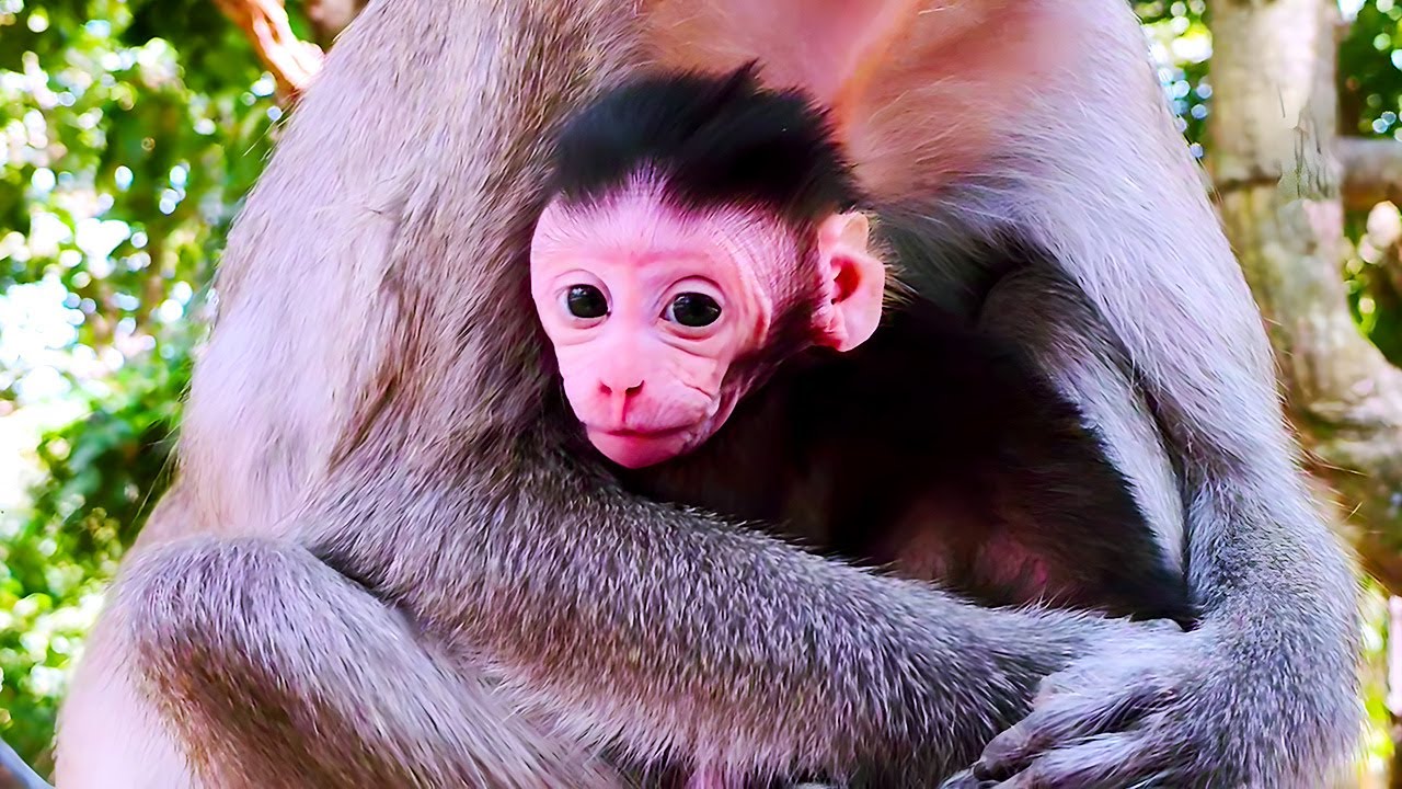 Born Wild: Unravelling the Instinctive Grip of a Newborn Macaque