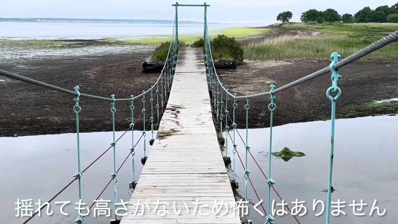 タンチョウを目撃