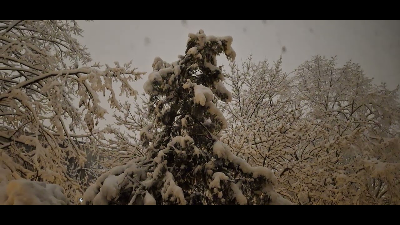 Noapte luminoasă. Ninge din nou peste  copacii care au imbrăcat o haină nouă. 