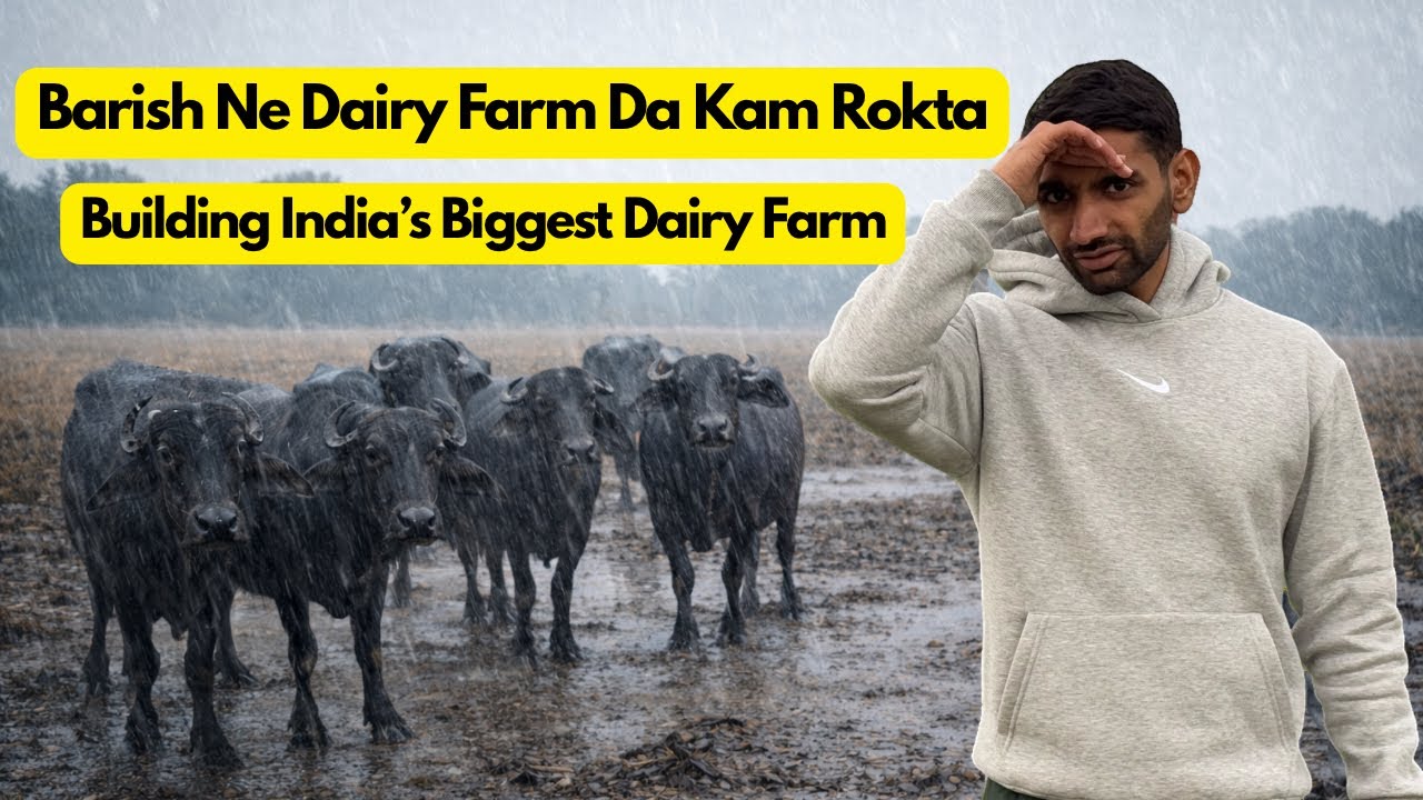 Rain stopped Dairy Farm’s work | Building India’s Biggest Dairy Farm, Episode- 2. 