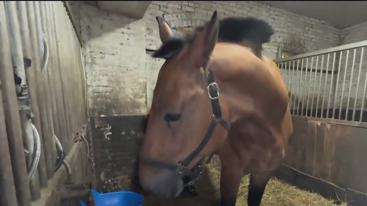 Central Park carriage horse goes on rampage, reigniting ban debate
