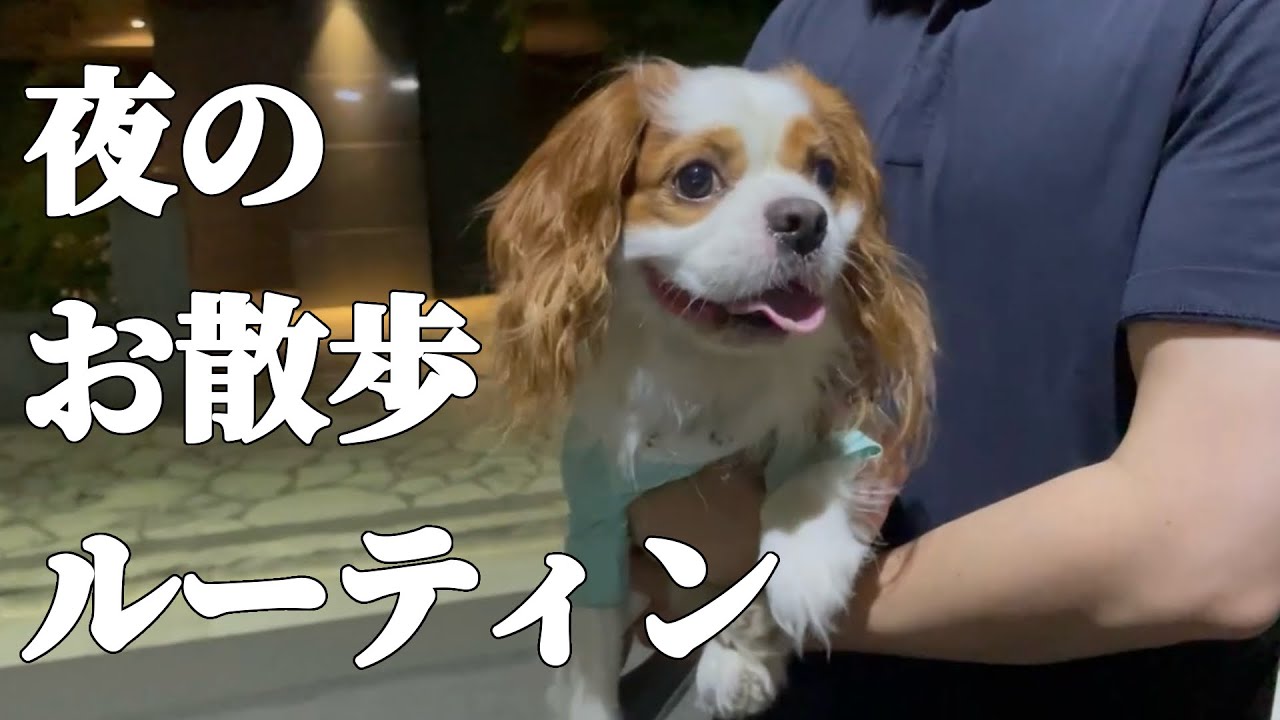 キャバリア犬の飼い主帰宅後お散歩から夜ごはんまでの日常【ルーティン動画】