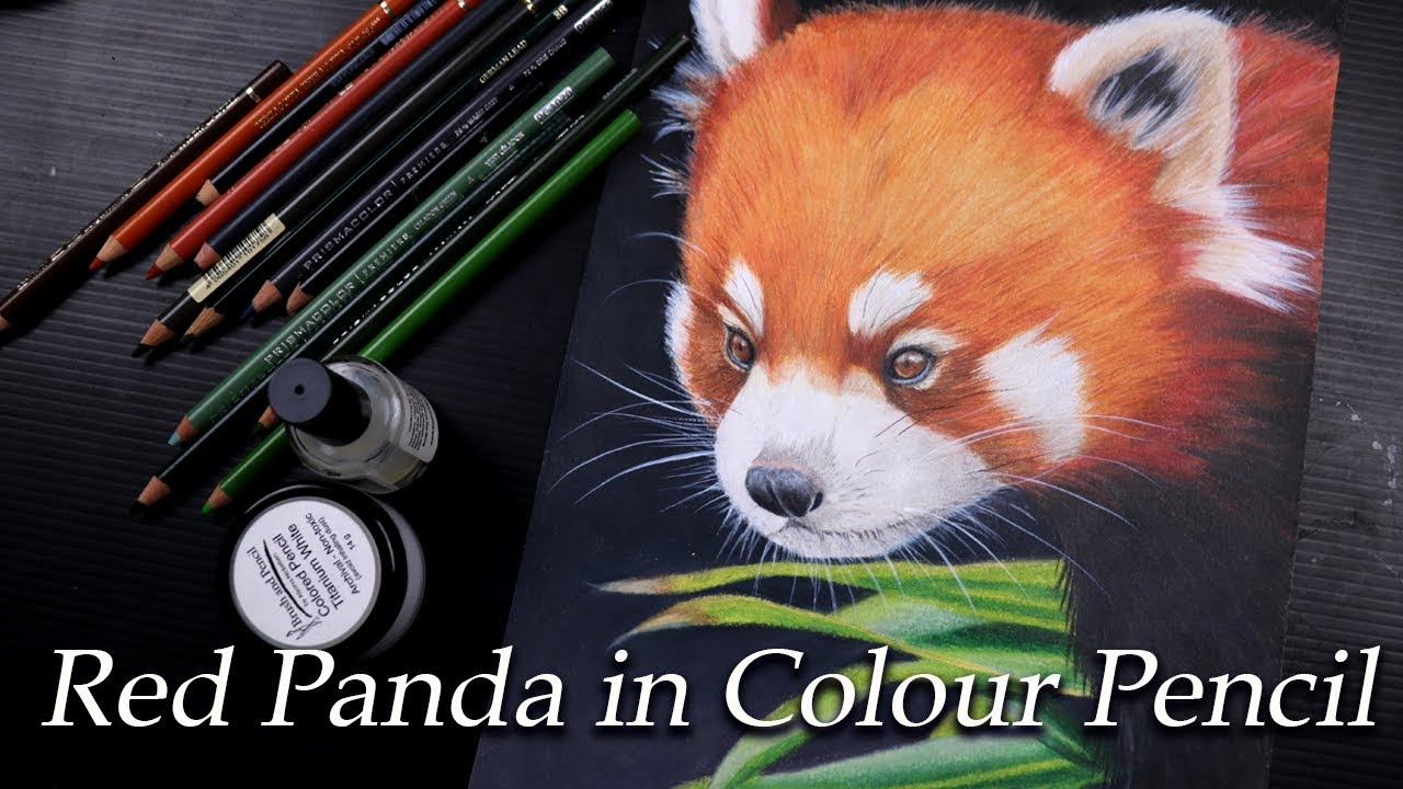 Red panda- Color pencil speed drawing