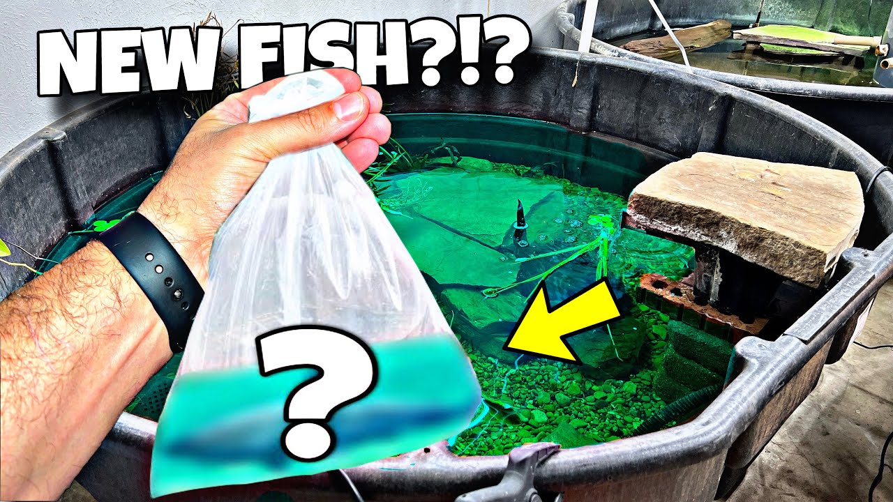 Buying Tropical Fish For My NEW POND!