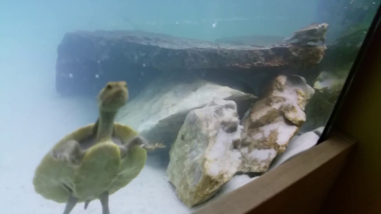 Nephew's Turtles Extreme Spectacular Explosions