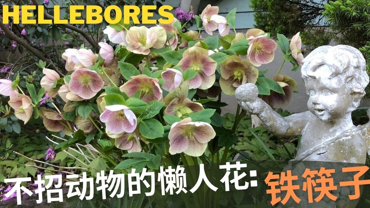 【种花】低维护懒人花1: 铁筷子 (Hellebore) - 春天最早的花，不招动物，花期长，zone 4-9