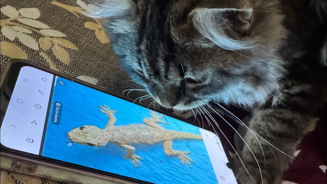 Tha kitten approaching tha daddy cat 🐈  to play with him was do cute. ☺️