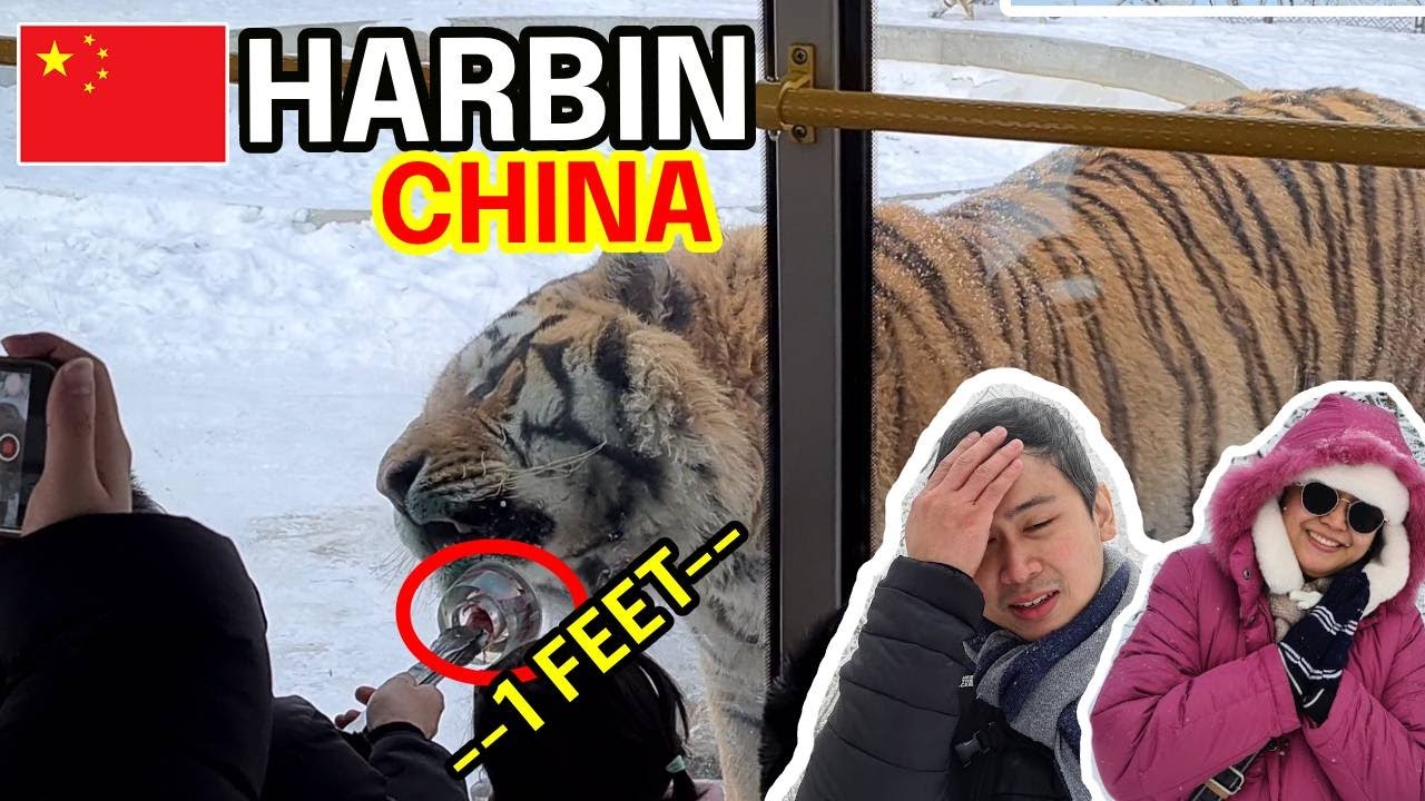Our CLOSEST encounter with Siberian TIGERS! Siberian Tiger Park, CHINA