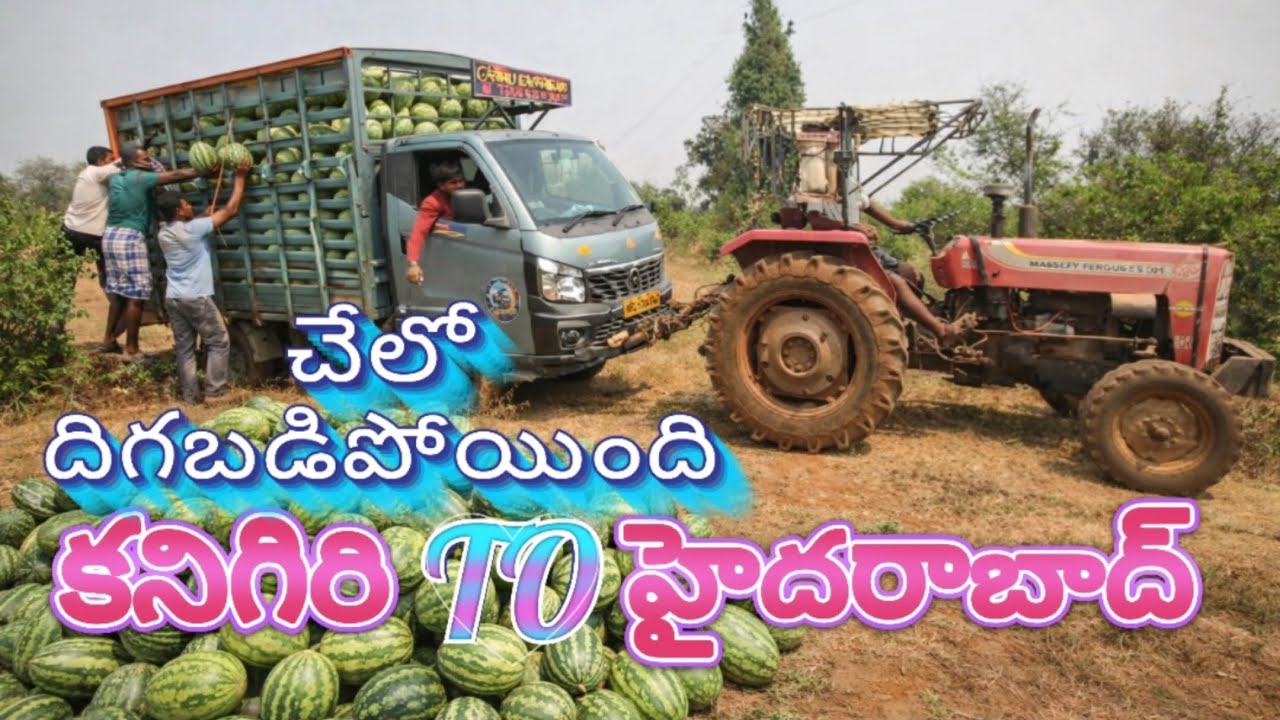 పుచ్చకాయలకి🍈వెళ్తే బండి దిగబడింది 