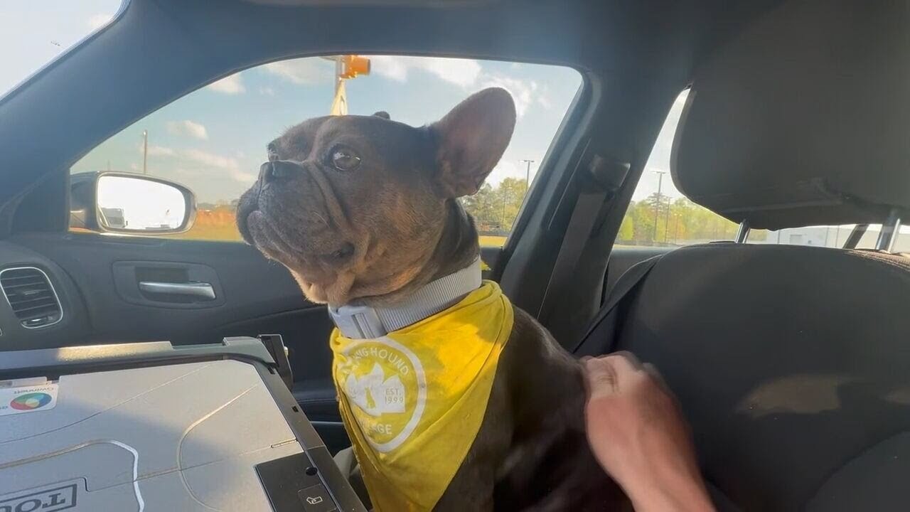 Group steals dog from Kroger parking lot, social media post leads police to them | WSB-TV